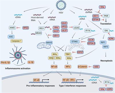 Herpes Simplex Virus and Pattern Recognition Receptors: An Arms Race